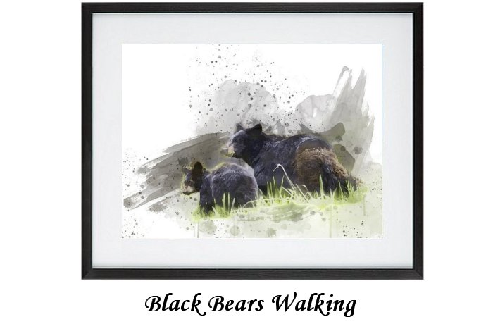 Black Bears Walking